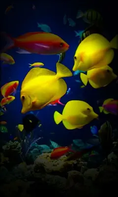 Aquarium Live Wallpaper android App screenshot 1