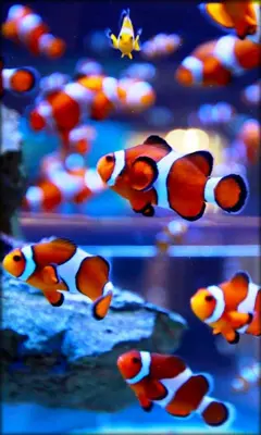 Aquarium Live Wallpaper android App screenshot 2